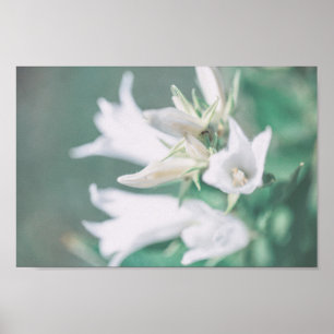 Pale Pastel Green White Bell Flowers Poster