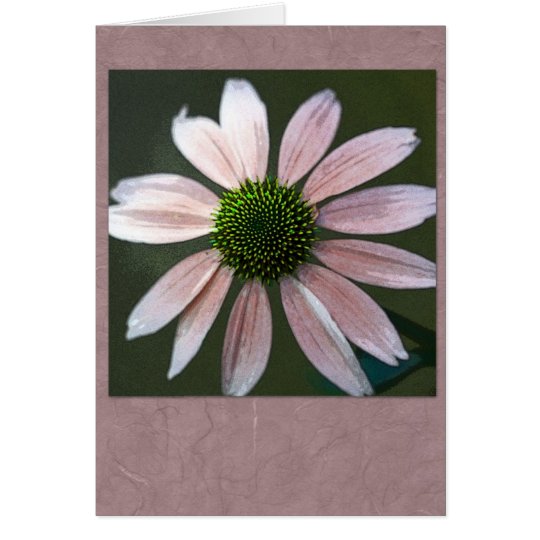 Pale pink echinacea card