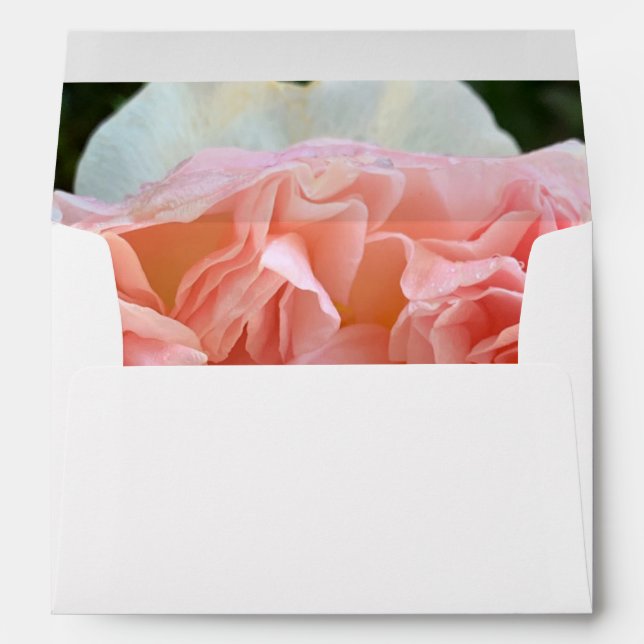 Pale pink English rose Envelope (Back (Bottom))