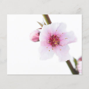 Pale pink flower flyer