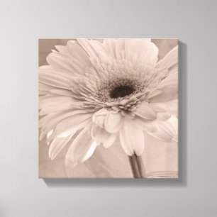 Pale Pink Gerber Daisy Flower Canvas Print