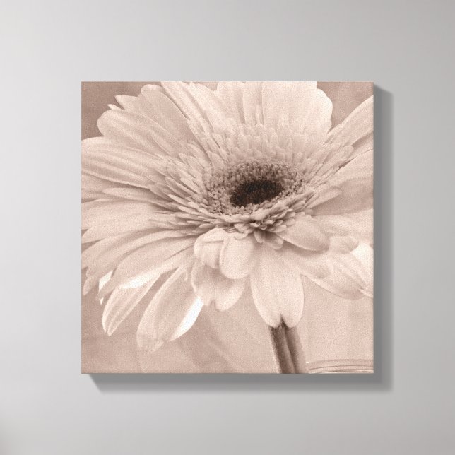 Pale Pink Gerber Daisy Flower Canvas Print (Front)