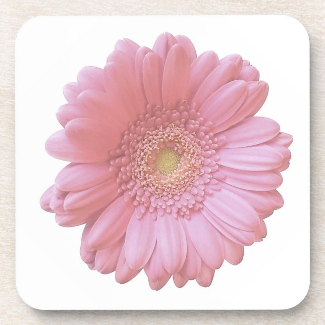 Pale pink gerbera daisy coaster (Front)
