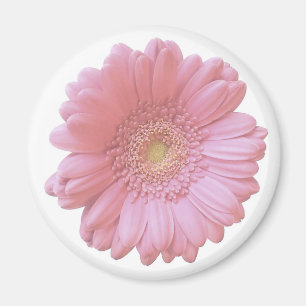 Pale pink gerbera daisy magnet