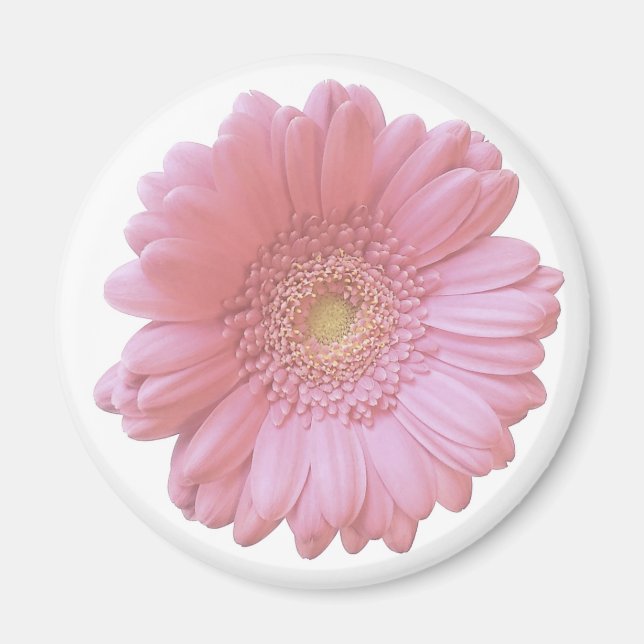 Pale pink gerbera daisy magnet (Front)