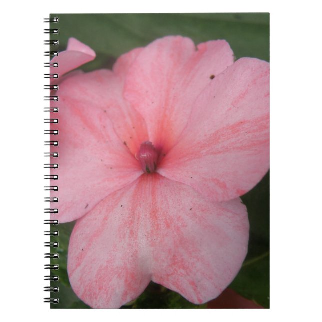 Pale Pink Impatiens Flower Notebook (Front)