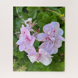 Pale Pink Ivy Geranium, Oakland Jigsaw Puzzle