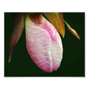 Pale Pink Lady Slipper Orchid Flower 8x10 Photo Print