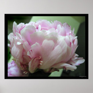 Pale Pink Peony Blossom Poster Prints