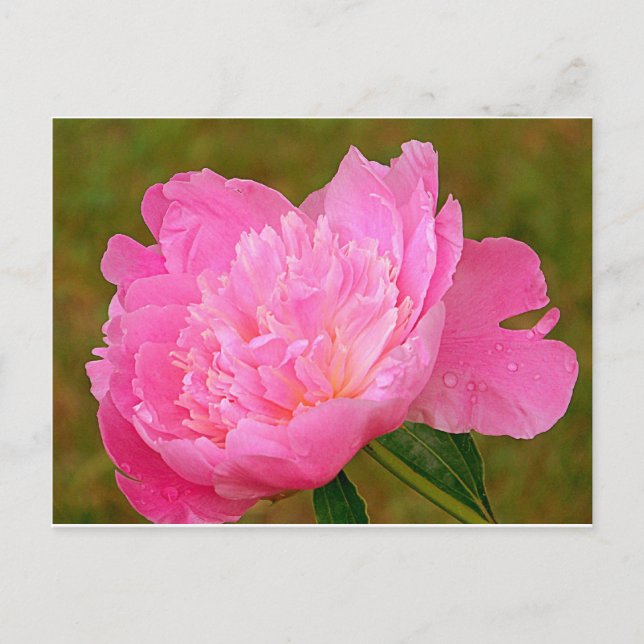 Pale Pink Peony Postcard (Front)