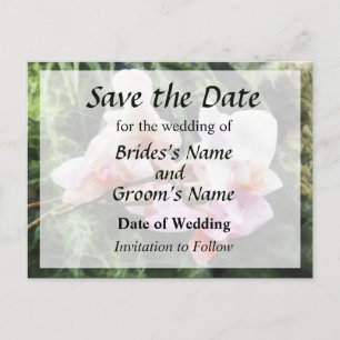 Pale Pink Phalaenopsis Orchids Announcement Postcard