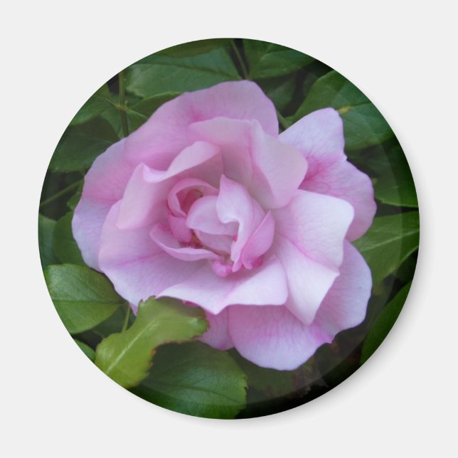 Pale pink rose magnet (Front)