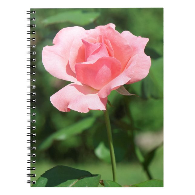 Pale pink rose notebook (Front)