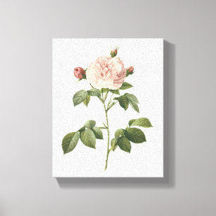 pale pink rose (Rosa alba regalis) by Redouté Canvas Print