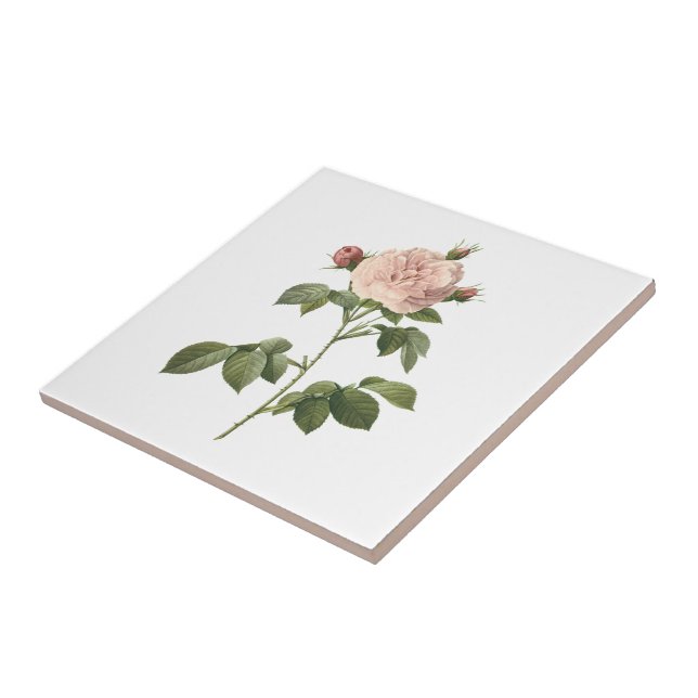 pale pink rose (Rosa alba regalis) by Redouté Tile (Side)
