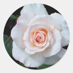 Pale Pink Rosebud on Black Background Classic Round Sticker