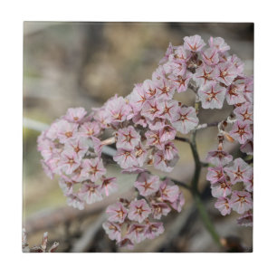 Pale Pink Sea Lavender Papierblom Flowers Floral Tile