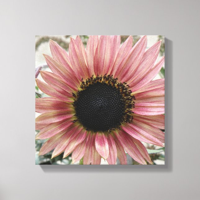 Pale Pink Sunflower Canvas Print (Front)