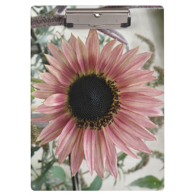 Pale Pink Sunflower Clipboard (Front)