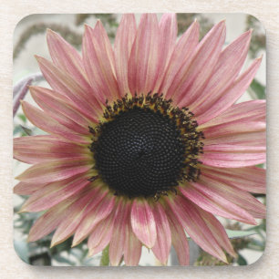Pale Pink Sunflower Coaster