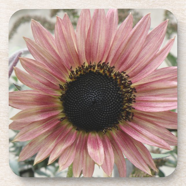 Pale Pink Sunflower Coaster (Front)