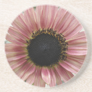Pale Pink Sunflower Coaster