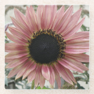 Pale Pink Sunflower Glass Coaster