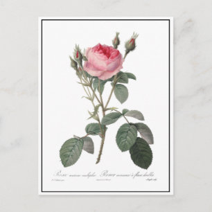 Pale pink vintage roses painting postcard