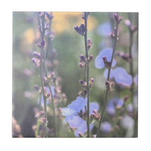 Pale Purple Blue Chicory Plant Flowers Tile