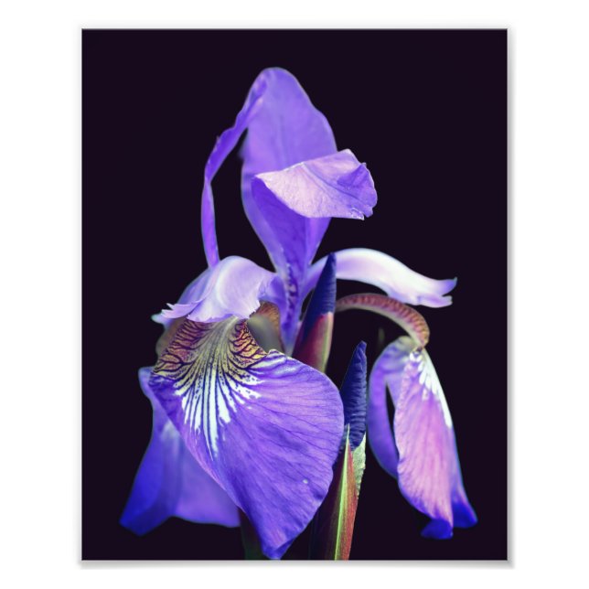 Pale Purple Blue Flag Iris Flower 8x10 Photo Print (Front)