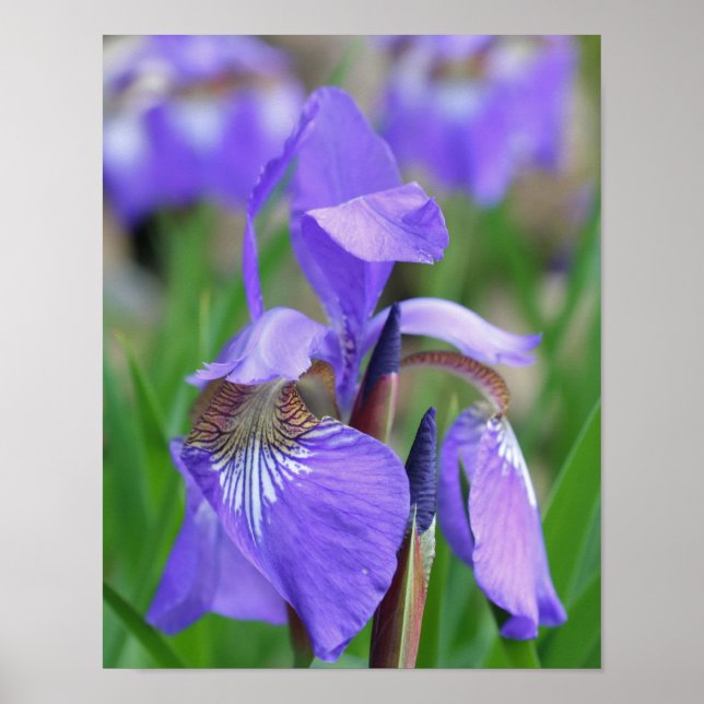 Pale Purple Blue Flag Iris Flower Poster (Front)