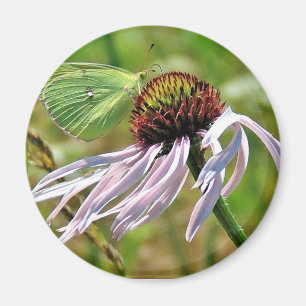Pale Purple Coneflower Magnet