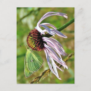 Pale Purple Coneflower Postcard