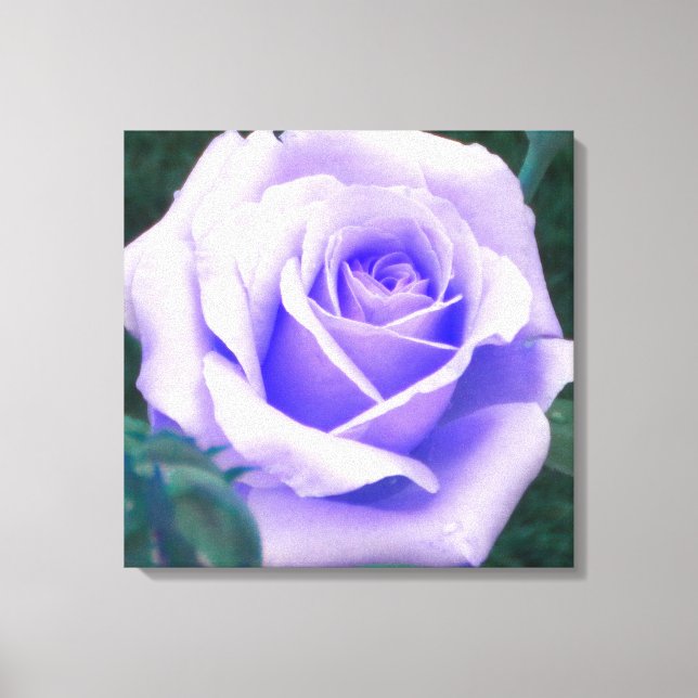 Pale Purple Rose Wrapped Canvas Print (Front)