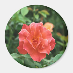 Pale Red Rose... Magnet
