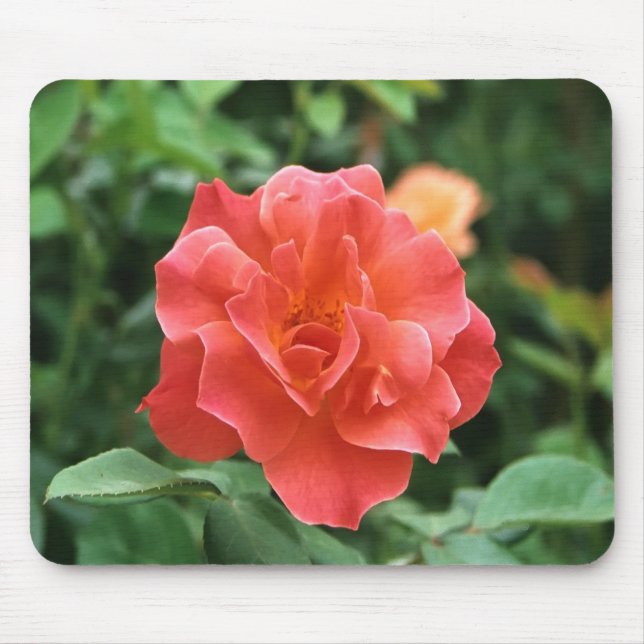 Pale Red Rose.... Mouse Pad (Front)