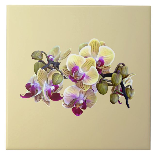 Pale Yellow and Magenta Phalaenopsis Orchids Tile (Front)