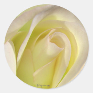 Pale Yellow Beige Rose Bud Sticker