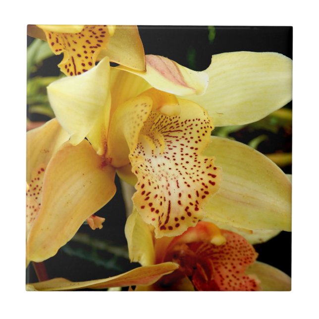 Pale Yellow Cymbidium Orchid Ceramic Tile (Front)