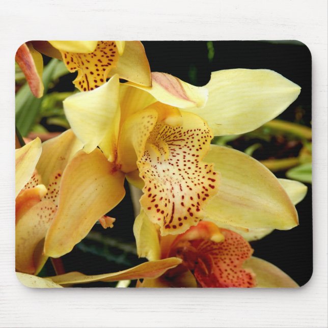 Pale Yellow Cymbidium Orchid Mouse Mat (Front)