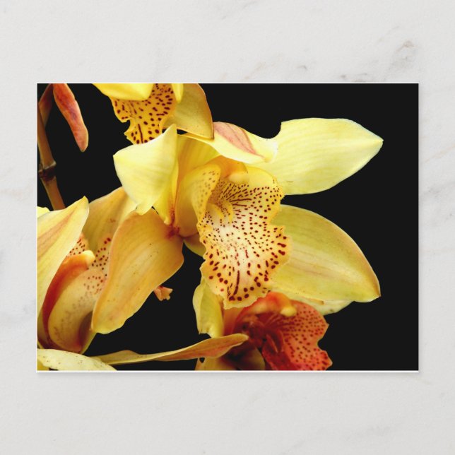 Pale Yellow Cymbidium Orchid Postcard (Front)