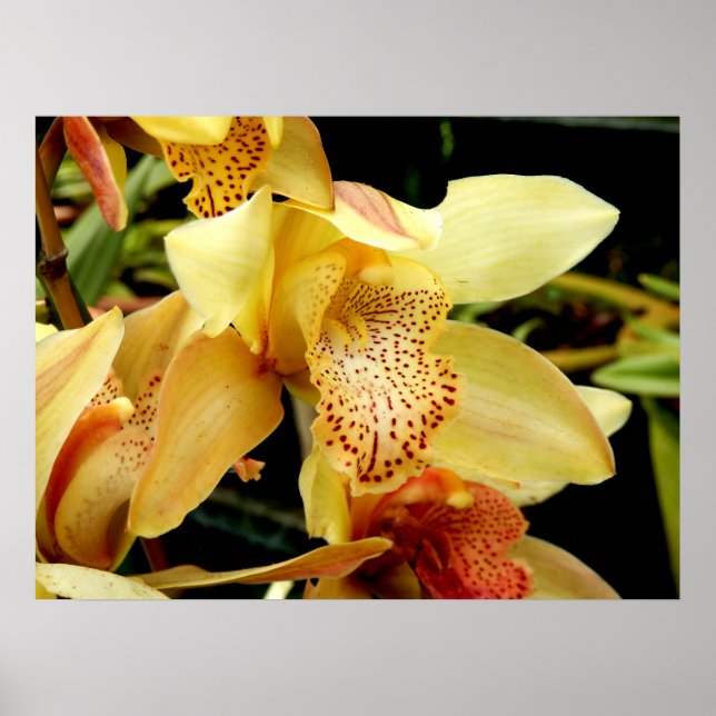 Pale Yellow Cymbidium Orchid Poster (Front)