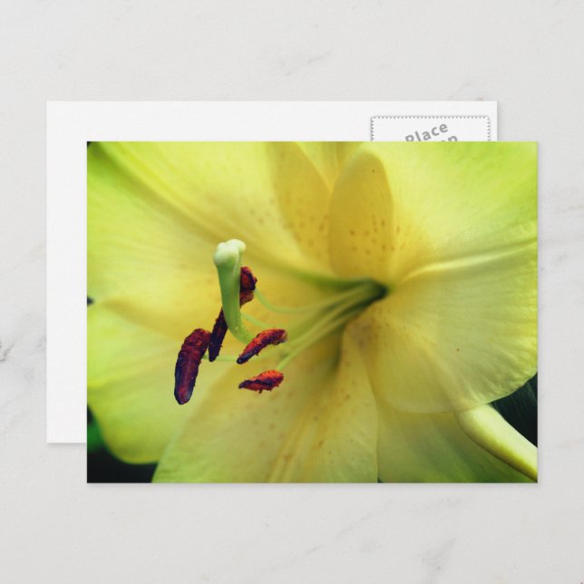 Pale Yellow Lily Flower Photography  Postcard (Front/Back)