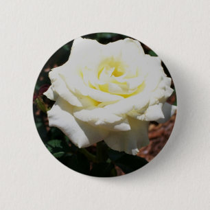 Pale Yellow Rose 2 Inch Round Button