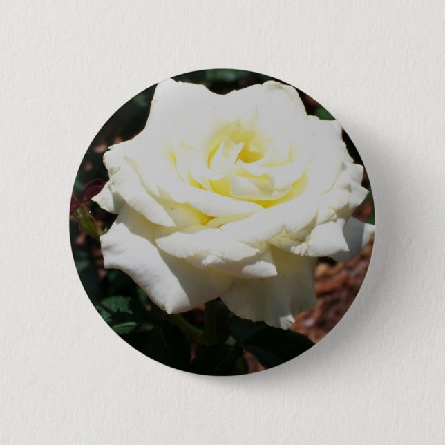 Pale Yellow Rose 2 Inch Round Button (Front)