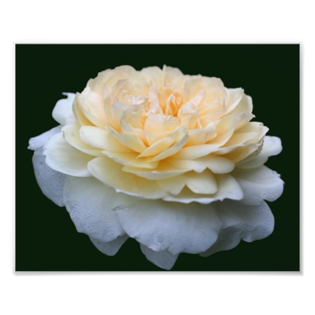 Pale Yellow Rose In Bloom 8x10 Photo Print (Front)