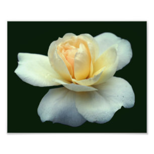 Pale Yellow Rose Petals With Dew Drops 8x10 Photo Print