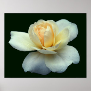 Pale Yellow Rose Petals With Dew Drops Poster