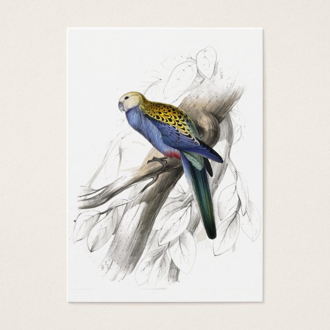 Paleheaded Parrakeet by Edward Lear (Front)