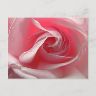 Palest Pink Postcard